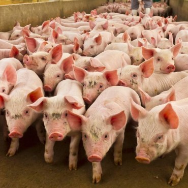 Agronegócio Pecuário